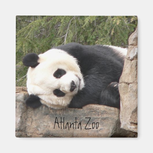 Panda Magnet (Vorne)