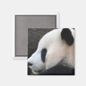 Panda Magnet (Vorderseite/Rückseite)