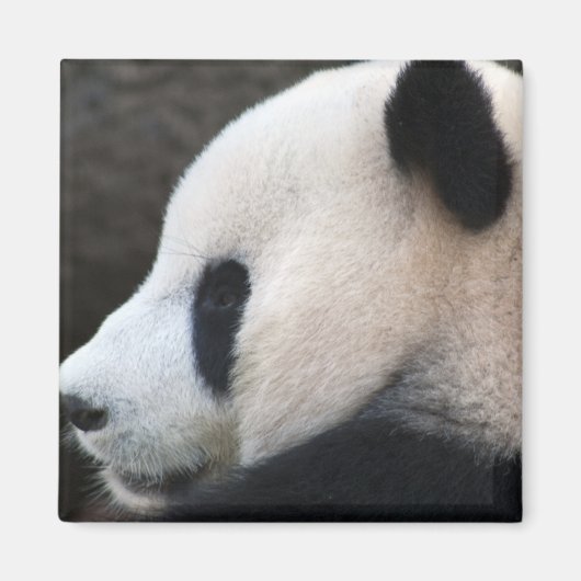 Panda Magnet (Vorne)