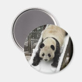Panda-Magnet Magnet (Vorderseite/Rückseite)