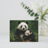 Panda Mother & Cub in Gentle Rain Postkarte (Stehend Vorderseite)