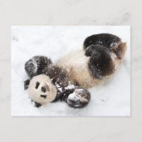 Panda Playing im Schnee Winter Foto