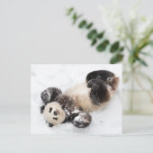 Panda Playing im Schnee Winter Foto Postkarte (Stehend Vorderseite)