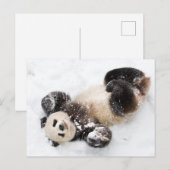 Panda Playing im Schnee Winter Foto Postkarte (Vorne/Hinten)