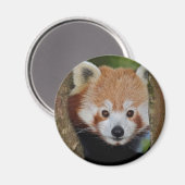 Panda Portrait Magnet (Vorderseite/Rückseite)