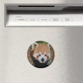 Panda Portrait Magnet (In Situ (Geschirrspüler))