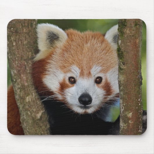 Panda Portrait Mousemat Mousepad (Vorne)