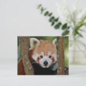 Panda Portrait Postcard Postkarte (Stehend Vorderseite)