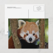 Panda Portrait Postcard Postkarte (Vorne/Hinten)