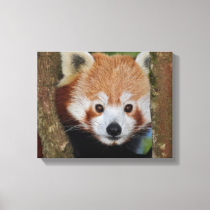 Panda-Porträt umwickelte Leinwand
