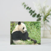 Panda Postcard Postkarte (Stehend Vorderseite)