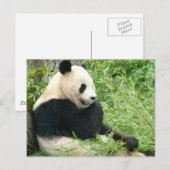 Panda Postcard Postkarte (Vorne/Hinten)