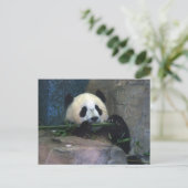 Panda Postcard Postkarte (Stehend Vorderseite)
