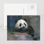 Panda Postcard Postkarte (Vorne/Hinten)