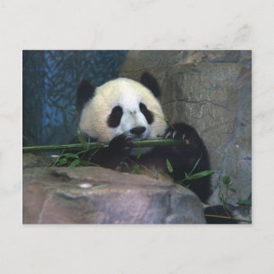 Panda Postcard Postkarte