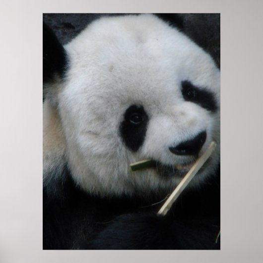 Panda Poster (Vorne)