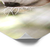 Panda Poster (Ecke)