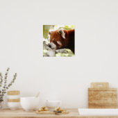 Panda Poster (Küche)
