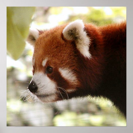 Panda Poster (Vorne)