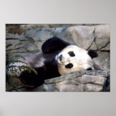 Panda Poster (Vorne)