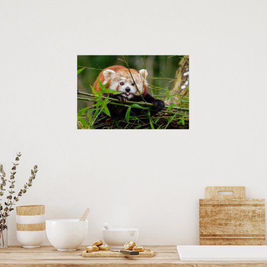 Panda Poster (Küche)