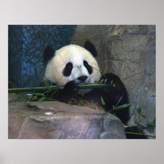 Panda Poster (Vorne)