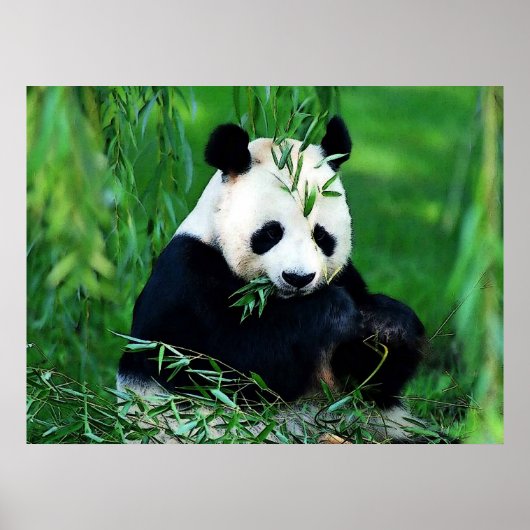 Panda Poster Drucke - Panda Blätter essendes Poste (Vorne)