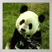 Panda Poster - Panda Posters Prints (Vorne)