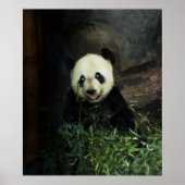Panda Poster / Print (Vorne)