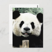 Panda Postkarte (Vorne/Hinten)