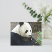 Panda Postkarte (Stehend Vorderseite)