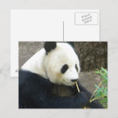 Panda Postkarte (Vorne/Hinten)