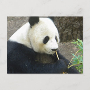 Panda Postkarte