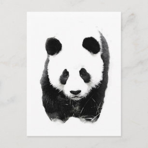 Panda Postkarte