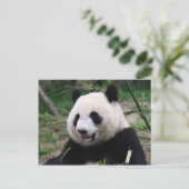 Panda Postkarte (Stehend Vorderseite)