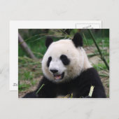 Panda Postkarte (Vorne/Hinten)