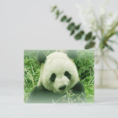Panda Postkarte (Stehend Vorderseite)