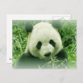 Panda Postkarte (Vorne/Hinten)