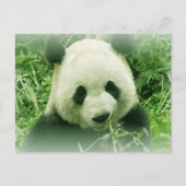 Panda Postkarte (Vorderseite)