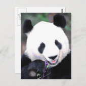 Panda Postkarte (Vorne/Hinten)