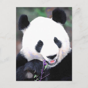 Panda Postkarte