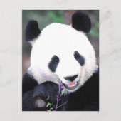 Panda Postkarte (Vorderseite)