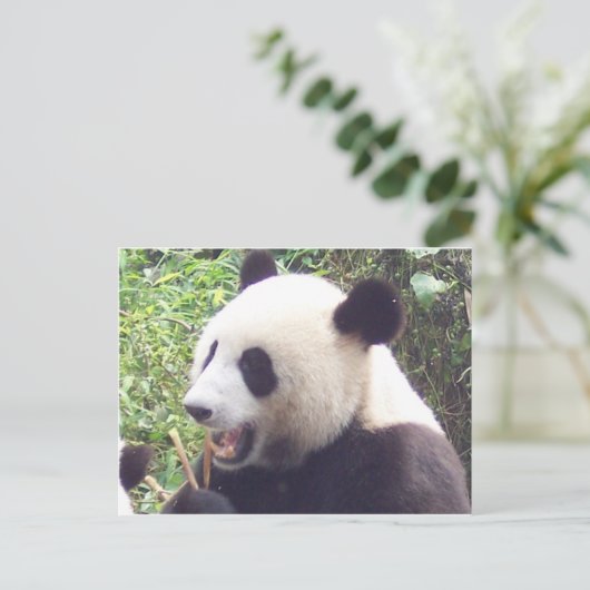Panda Postkarte (Stehend Vorderseite)