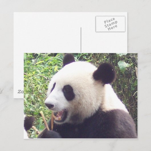 Panda Postkarte (Vorne/Hinten)