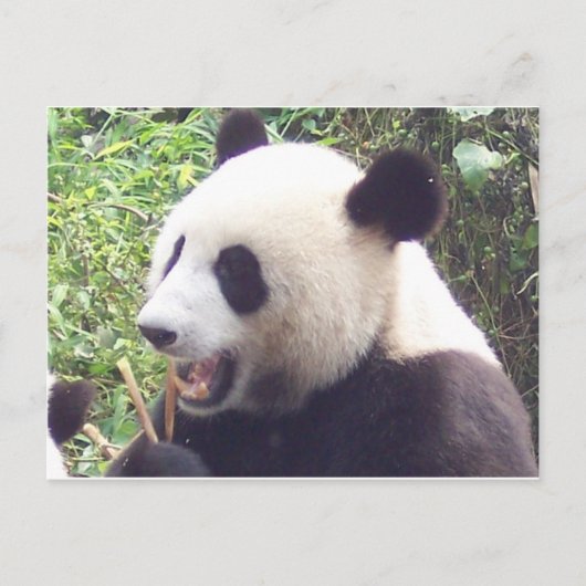 Panda Postkarte (Vorderseite)