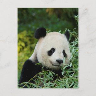 Panda Postkarte