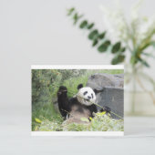 Panda Postkarte (Stehend Vorderseite)