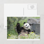 Panda Postkarte (Vorne/Hinten)