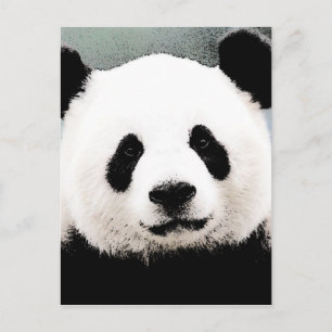 Panda Postkarte