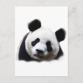 Panda Postkarte (Vorderseite)
